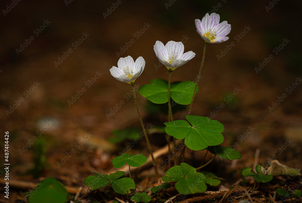 close-up view of blooming common wood sorrel - Oxalis acetosella - in natural environment close-up view of blooming common wood sorrel - Oxalis acetosella - in natural environment