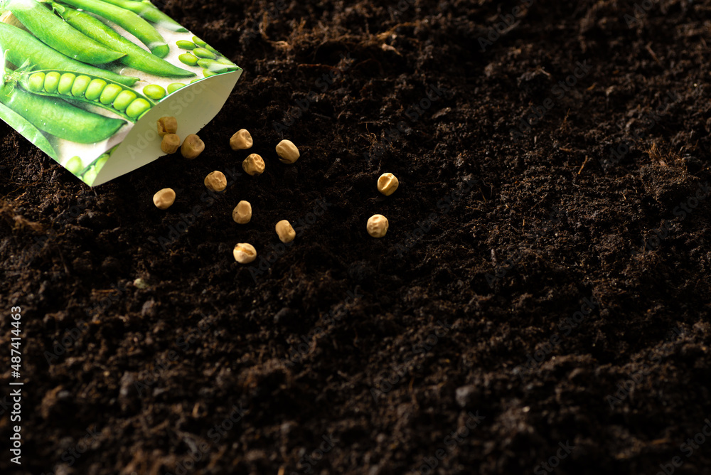 Seeds are poured out of a paper bag onto the soil. Sowing seeds in open ground Seeds are poured out of a paper bag onto the soil. Sowing seeds in open ground