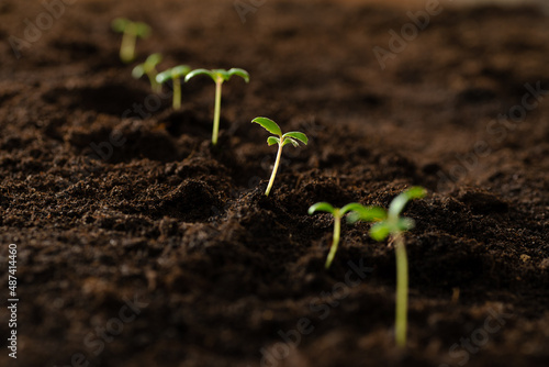 Small green sprouts in the ground. Seedlings for transplanting into fertile soil for organic farming and symbols for a new start in growing something. Planting seedlings of green plants in open ground