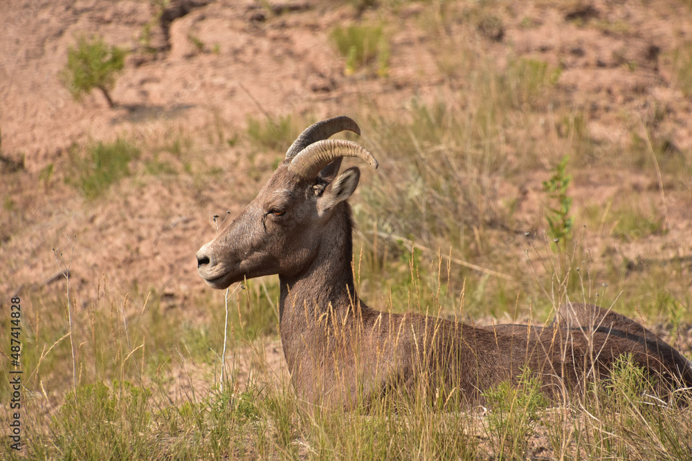 Valley with a Bighorn Sheep Resting in the Summer Valley with a Bighorn Sheep Resting in the Summer