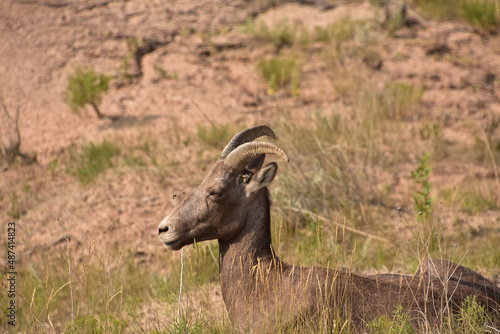 Amazing Bighorn Sheep Resting in the Summer