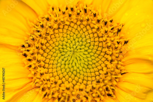 Yellow sunflower with drops of water   close up. Summer and autumn background