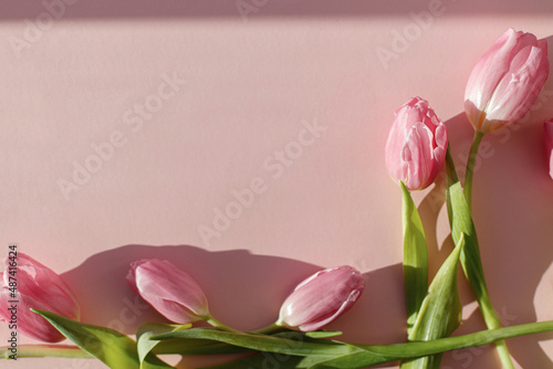 Fototapeta Naklejka Na Ścianę i Meble -  Happy womens day. Pink tulips in sunlight flat lay on pink background. Modern creative spring banner. Hello spring. Happy Mothers day. Floral Greeting card with space for text. 8 march