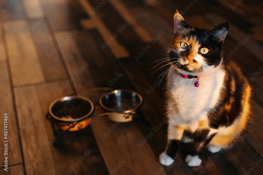 A cat with cute eyes is asking for food on the kitchen floor. The cat looks up. A tricolor cat is begging for food on the kitchen floor.