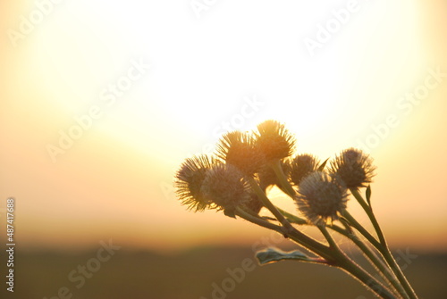 Thistle and sunset