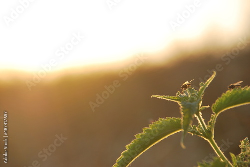Flies and sunset