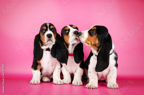 Billede på lærred basset hound cute puppies photo shoot pet studio photography