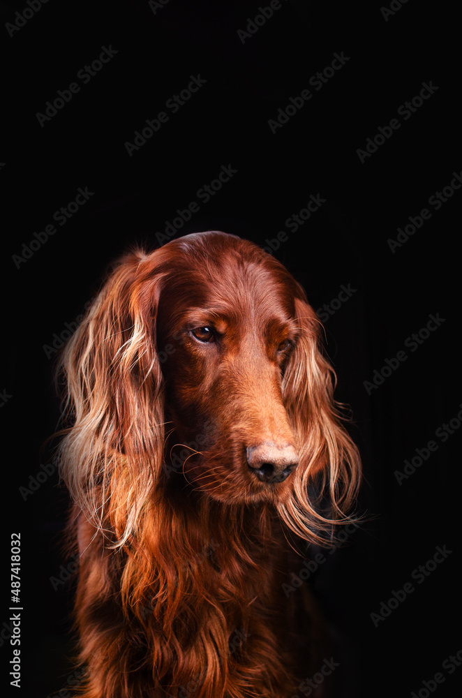 irish setter dog lovely portrait on black background magic light
