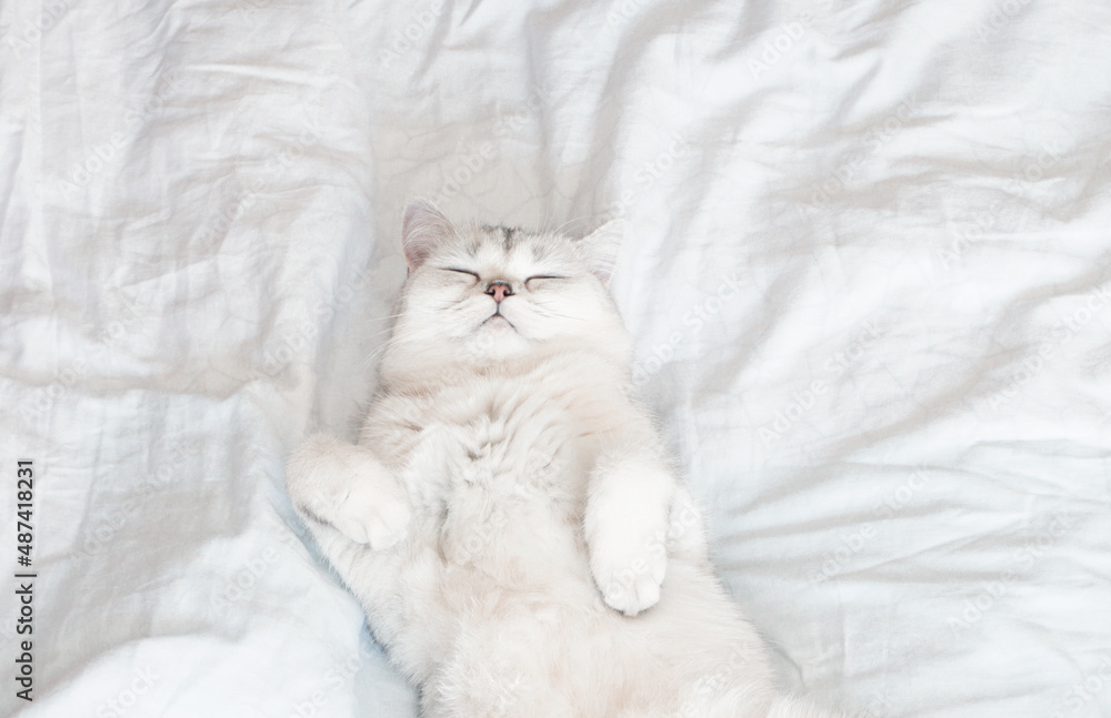 the cat is lying on a white blanket the cat is lying on a white blanket