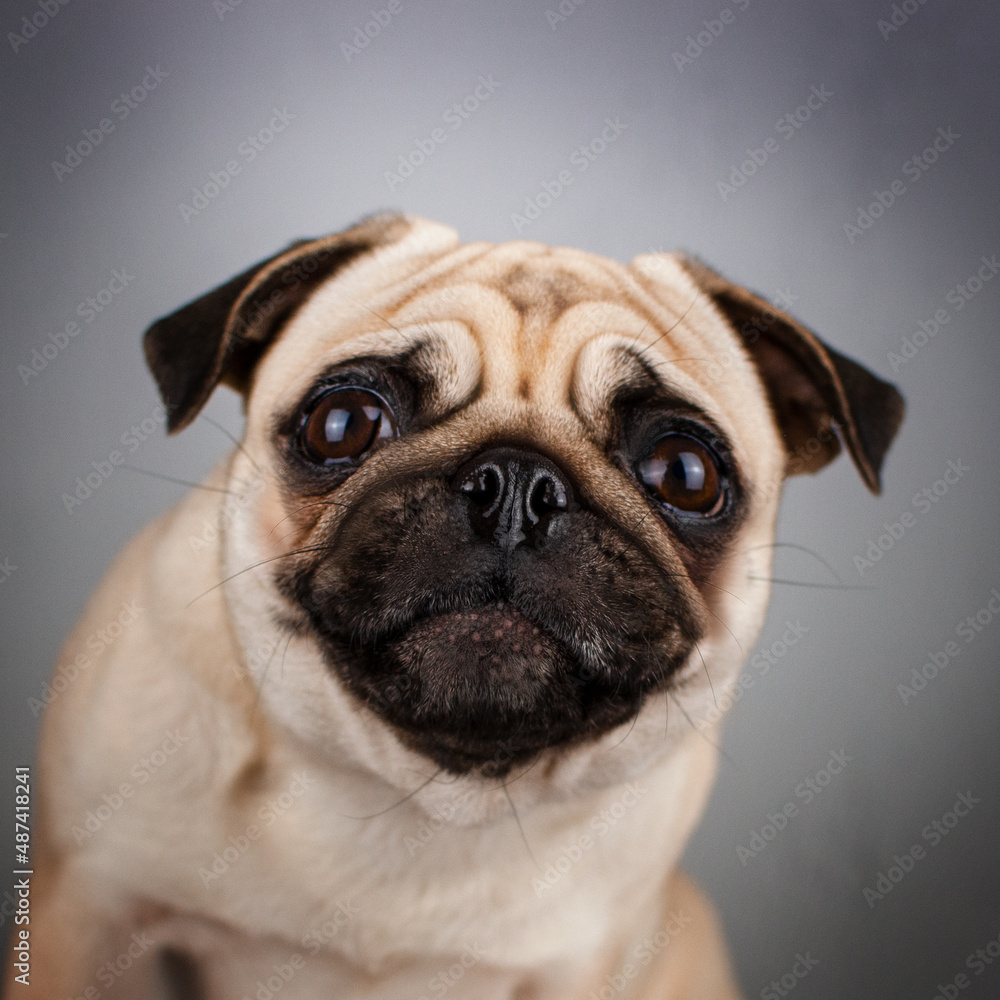 pug dog funny pet portraits emotional animals
