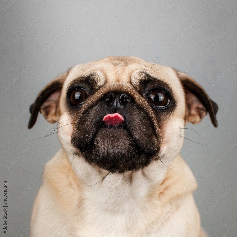 pug dog funny pet portraits emotional animals
