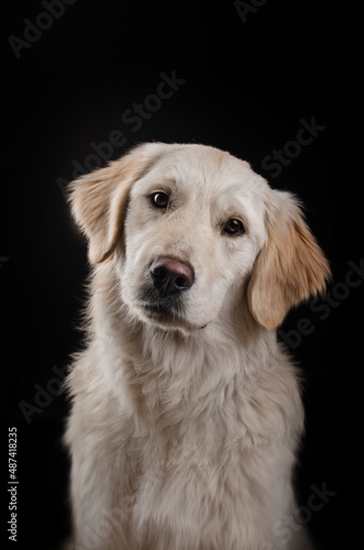 golden retriever dog lovely portrait on black background magical light  © Kate