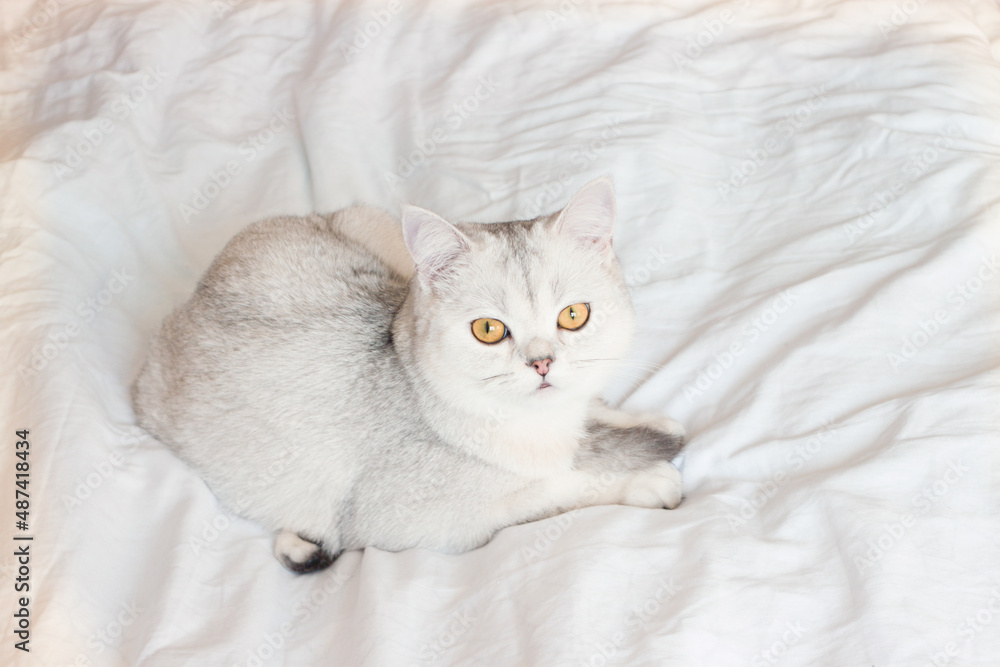 Fototapeta premium the cat is lying on a white blanket