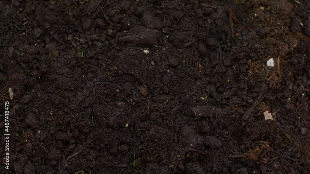 Melting snow and grass growing from under it time lapse. Spring theme footage. High angle close up view Melting snow and grass growing from under it time lapse. Spring theme footage. High angle close up view
