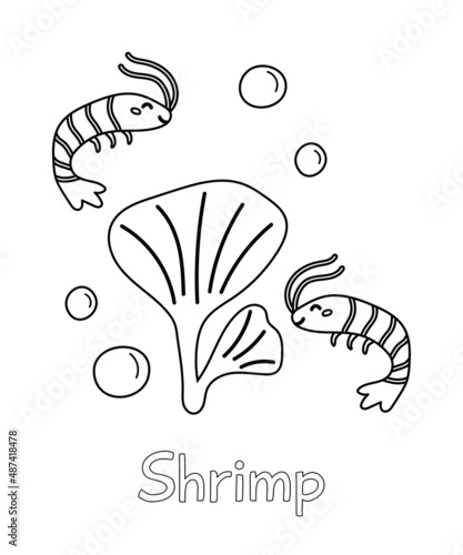 Coloring page with ocean animal. Hand drawn doodle shrimps. Learn english words vocabulary for kids. Underwater life. Vector illustration.