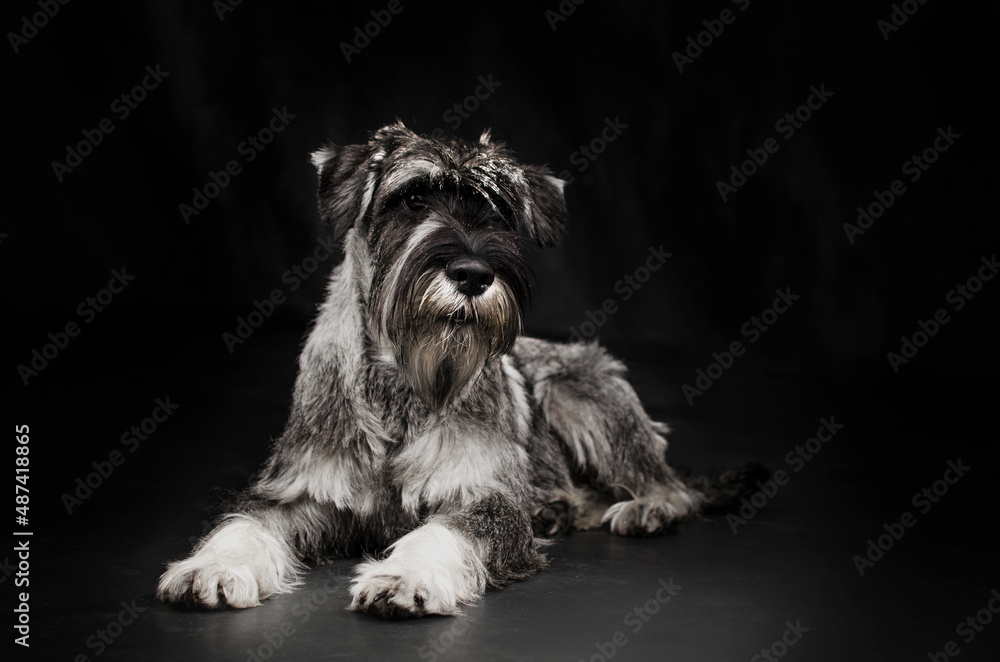 standard schnauzer dog lovely portrait on black background magical light
