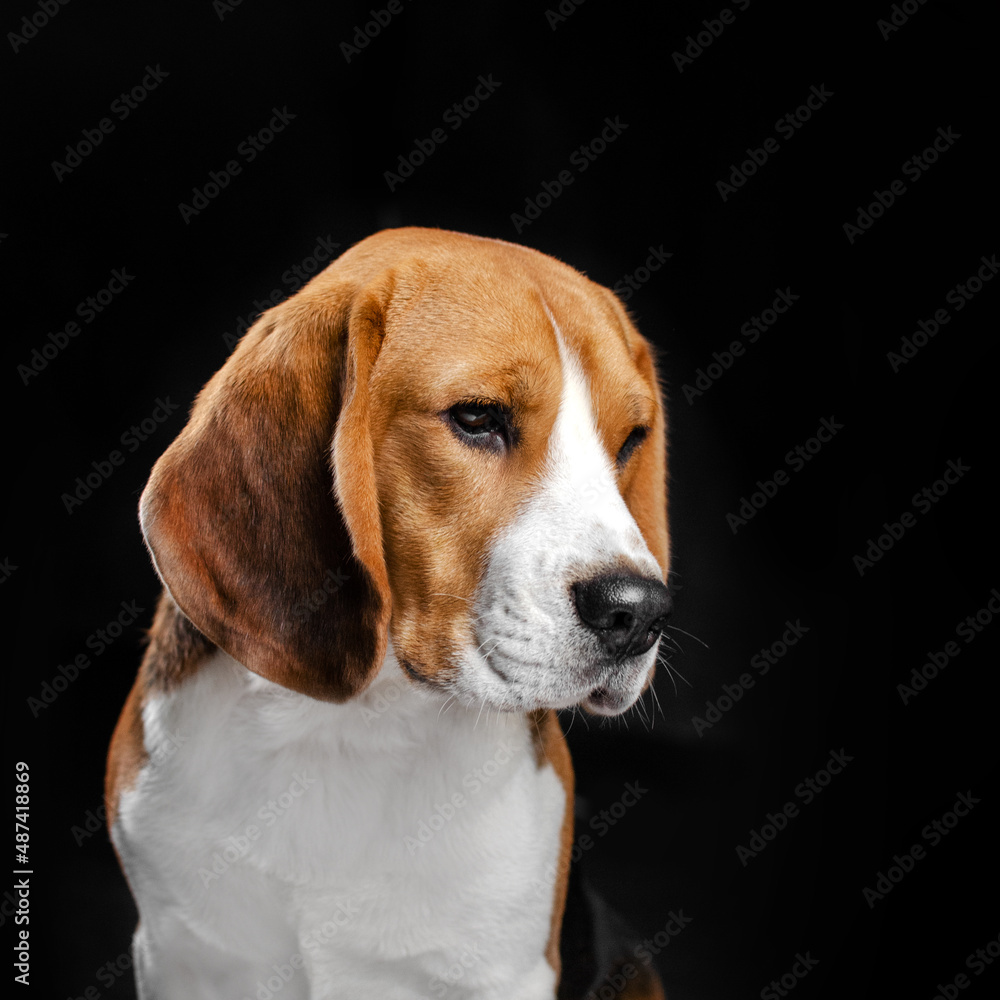 beagle dog lovely portrait on black background magic light
