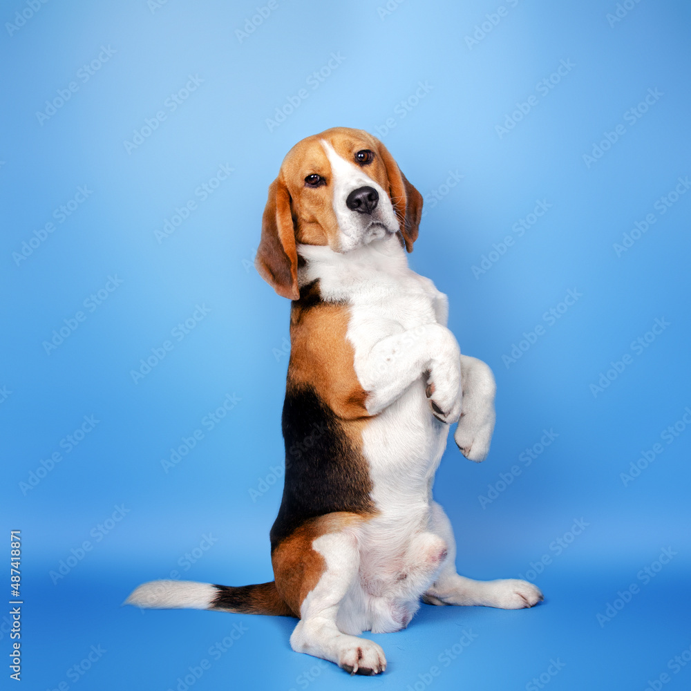 beagle dog lovely funny pet portrait on blue background
