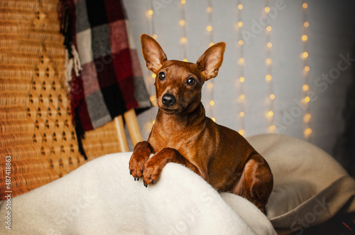 miniature pinscher cute homemade photo on the background of lights 