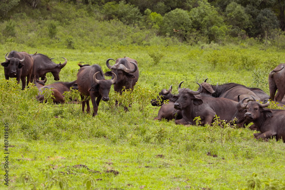 a herd of African black buffaloes in a natural environment, in a tanzanian national park, looks very close at the camera. buffalo portrait a herd of African black buffaloes in a natural environment, in a tanzanian national park, looks very close at the camera. buffalo portrait