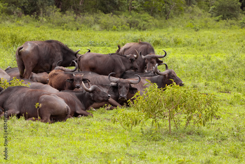a herd of African black buffaloes in a natural environment  in a tanzanian national park  looks very close at the camera. buffalo portrait
