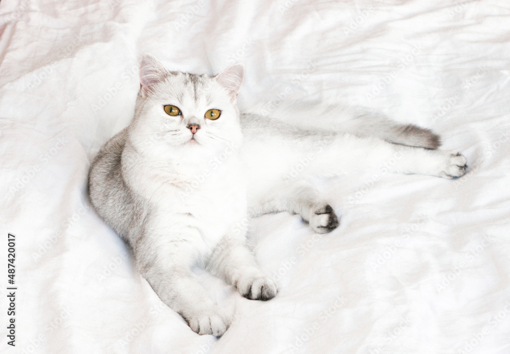 the cat is lying on a white blanket the cat is lying on a white blanket