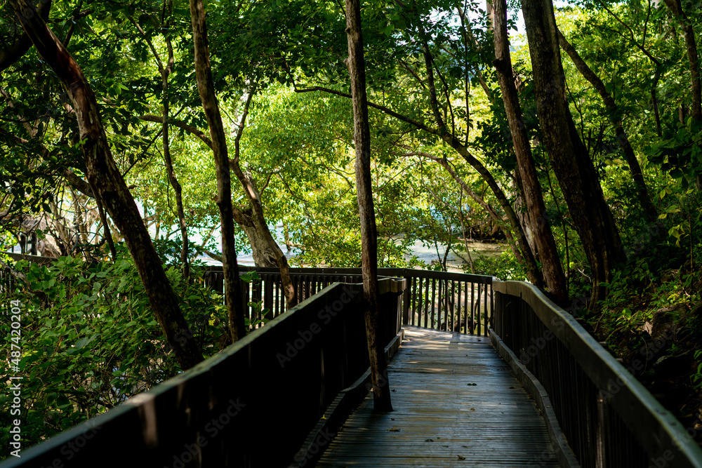 Obraz premium Bridge made of wood that leads to nature.