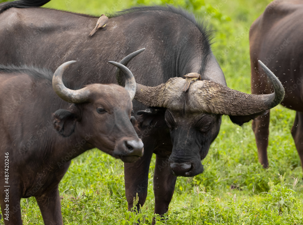 a red-billed buffalo starling sitting on African black buffaloes in a natural environment, in a tanzanian national park, looks very close at the camera. buffalo portrait a red-billed buffalo starling sitting on African black buffaloes in a natural environment, in a tanzanian national park, looks very close at the camera. buffalo portrait