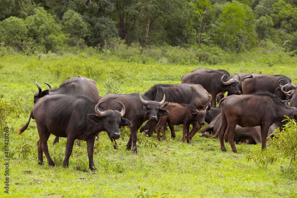 herd of African black buffaloes in a natural environment, in a tanzanian national park, looks very close at the camera. buffalo portrait