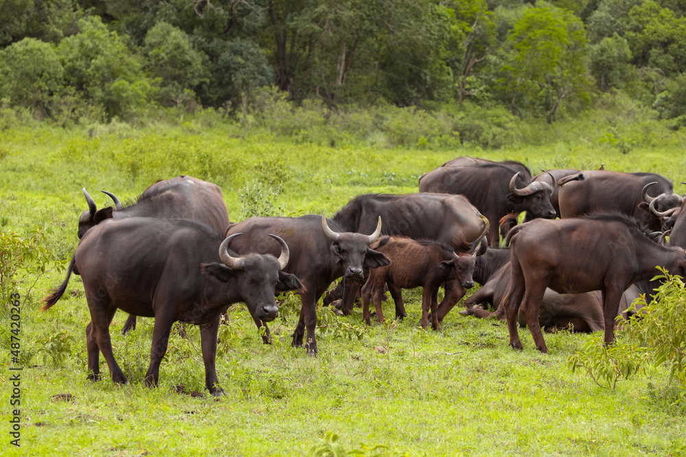 herd of African black buffaloes in a natural environment, in a tanzanian national park, looks very close at the camera. buffalo portrait herd of African black buffaloes in a natural environment, in a tanzanian national park, looks very close at the camera. buffalo portrait