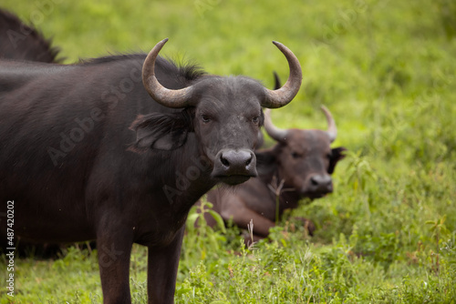 herd of African black buffaloes in a natural environment, in a tanzanian national park, looks very close at the camera. buffalo portrait