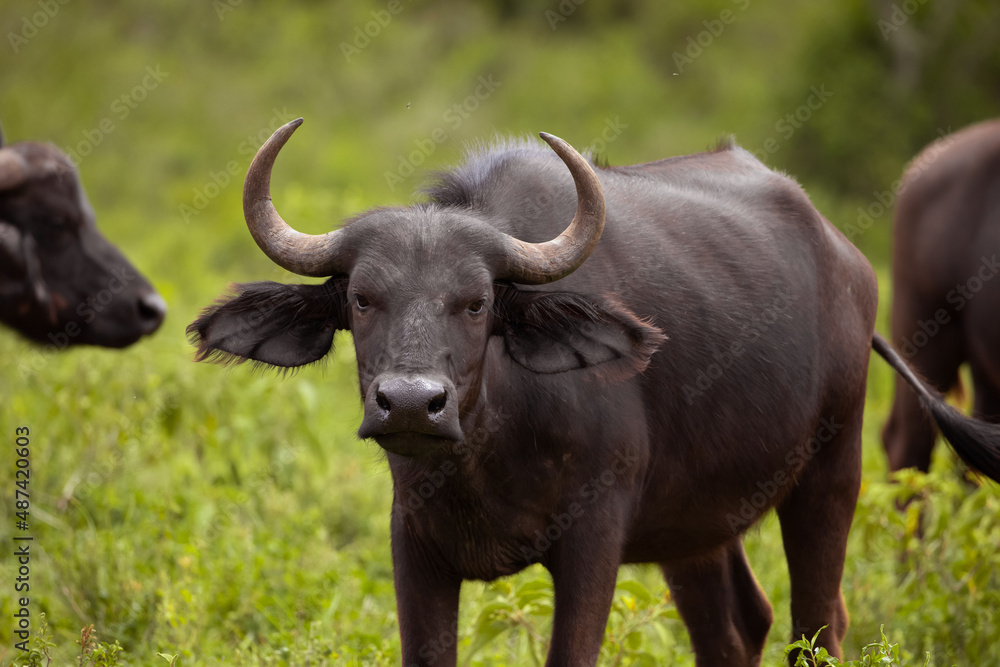 a herd of African black buffaloes in a natural environment, in a tanzanian national park, looks very close at the camera. buffalo portrait a herd of African black buffaloes in a natural environment, in a tanzanian national park, looks very close at the camera. buffalo portrait
