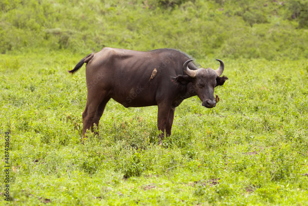 red-billed buffalo starling sitting on African black buffaloes in a natural environment, in a tanzanian national park, looks very close at the camera. buffalo portrait red-billed buffalo starling sitting on African black buffaloes in a natural environment, in a tanzanian national park, looks very close at the camera. buffalo portrait