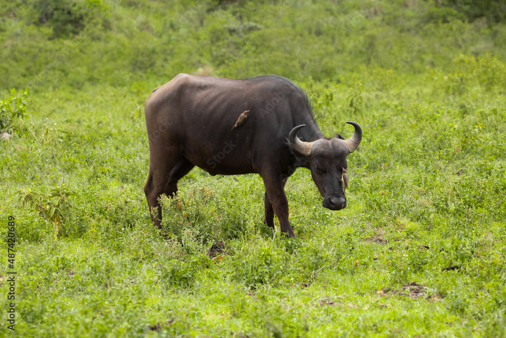 Fototapeta premium a red-billed buffalo starling sitting on African black buffaloes in a natural environment, in a tanzanian national park, looks very close at the camera. buffalo portrait