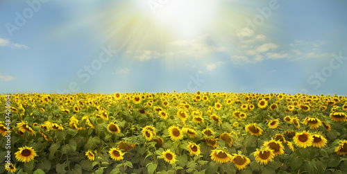 Beautiful landscape. Sunflower field in the sunlight