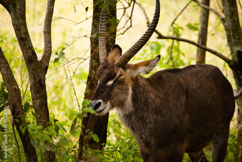 close-up photo of male common waterbuck stands very close to the camera against the backdrop of trees, looking into the camera national african park. photo