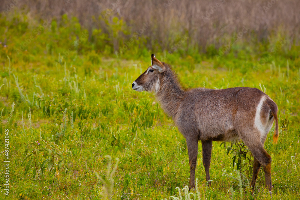 female of common waterbuck stands very close to the camera against the background of trees, looks into the camera in a national African park female of common waterbuck stands very close to the camera against the background of trees, looks into the camera in a national African park