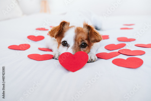 Fototapeta Naklejka Na Ścianę i Meble -  cute jack russell dog at home with red love roses and hearts, romance Valentines concept