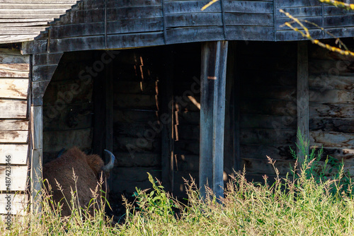Part of a bison's head is visible from a dark barn. The animal sleeps during the midday heat in acomfortable shelter photo