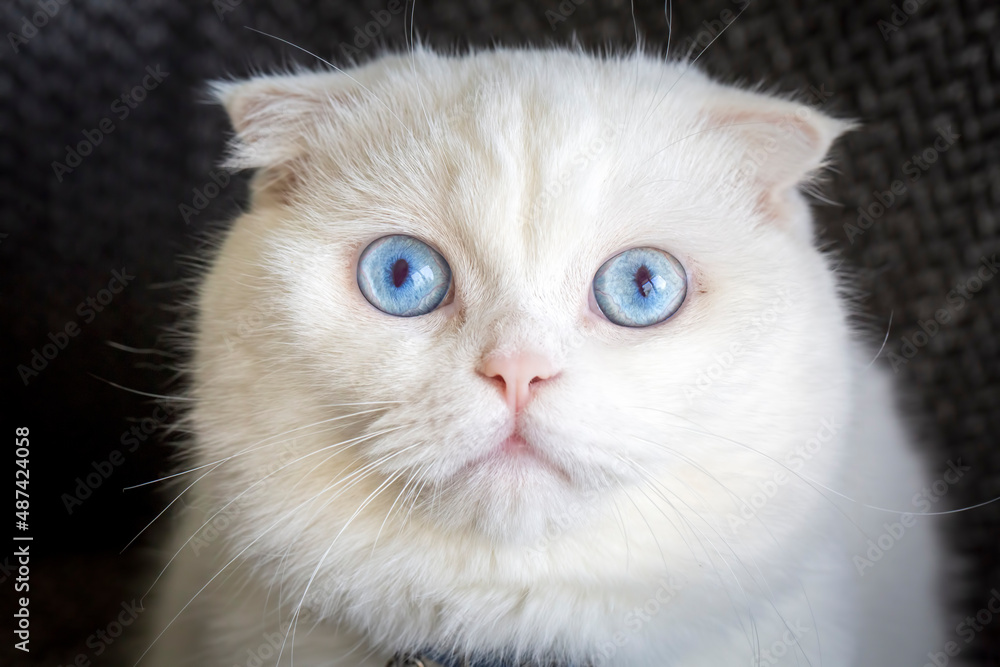 White scottish fold cat, blue-eyed cat, far away thinking cat