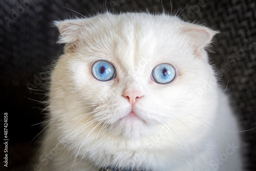White scottish fold cat, bl...
