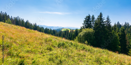 countryside summer landscape in mountains. beautiful nature scenery with forested hills and grassy hills. green outdoor environment beneath a blue sky at high noon