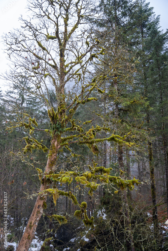 Fototapeta premium Mossy tree in winter