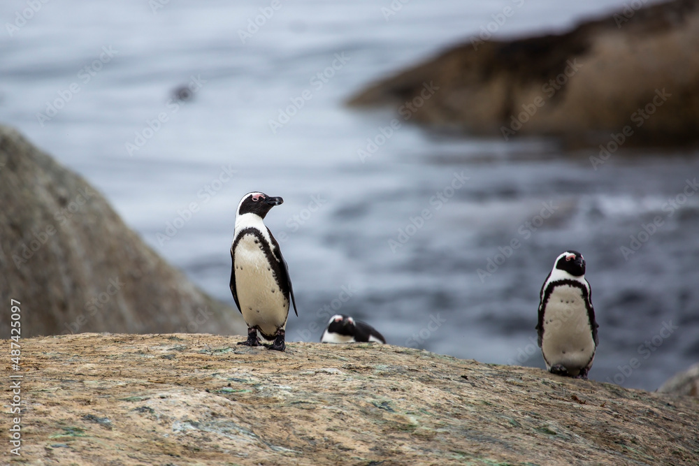 Naklejka premium Penguins on the beach in Cape Town