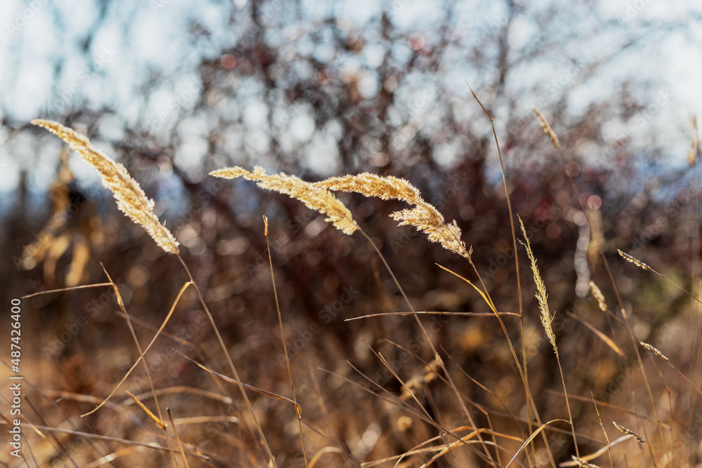 Fototapeta premium Dry grass flower in the meadow. The background is nice bokeh.