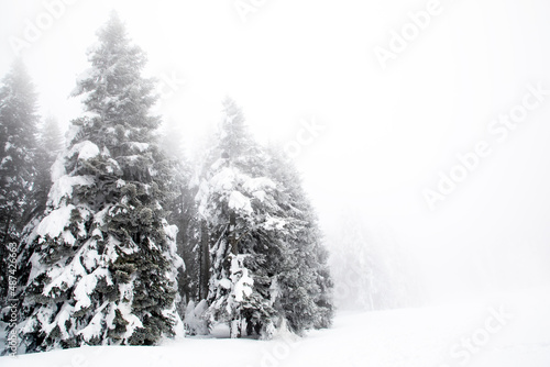Frozen trees and foggy landscape in the forest in winter, Bolu - Turkey © Esin Deniz