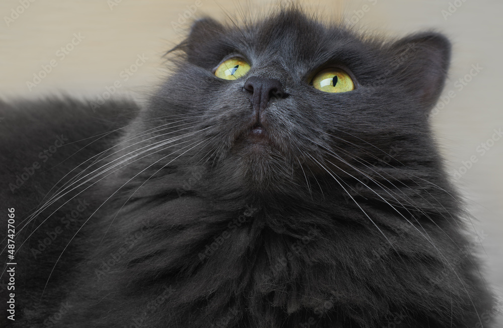 Beautiful cat Nebelung looks up attentively