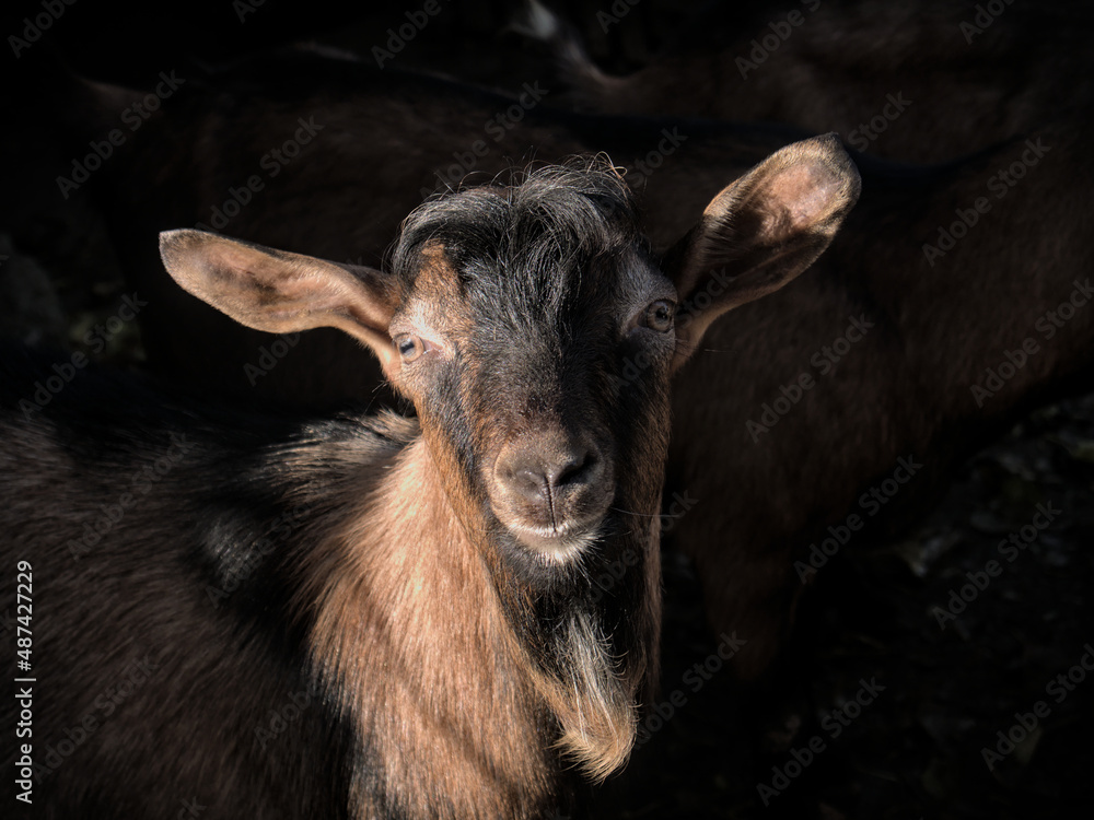 Brown Alpine goat curiously looking at the camera. The portrait of a young goat. Copy space