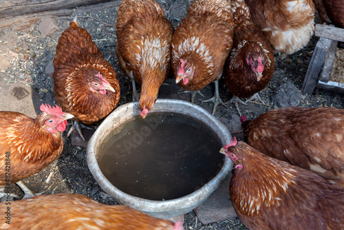 Beautiful brown hens drink water in hot summmer near wooden hen house in farmyard. Natural organic farming concept photo