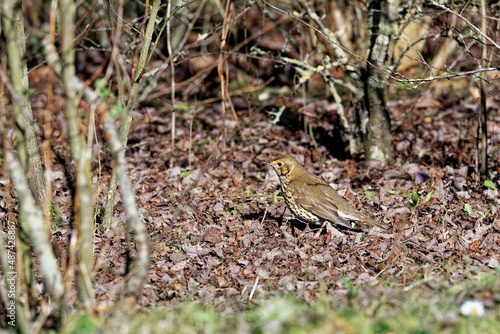 Starling in the wilds of bushes in search of food.